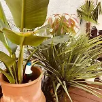 Lejlighed With Jardin Tropical Terrasse - Center - 150m Biarritz
