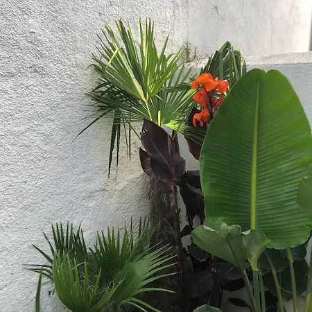 Apartmán With Jardin Tropical Terrasse - Center - 150m *