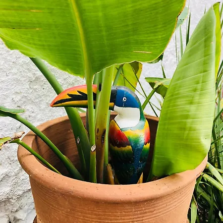 With Jardin Tropical Terrasse - Center - 150m Appartement Biarritz