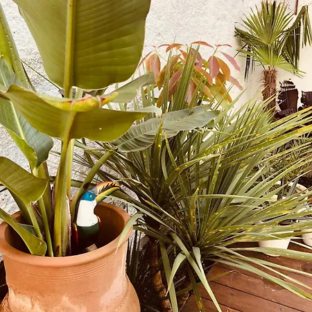 Apartmán With Jardin Tropical Terrasse - Center - 150m Biarritz